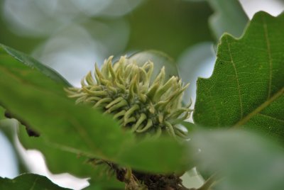 Quercus cerris - dub slovenský - zrající plod (2)